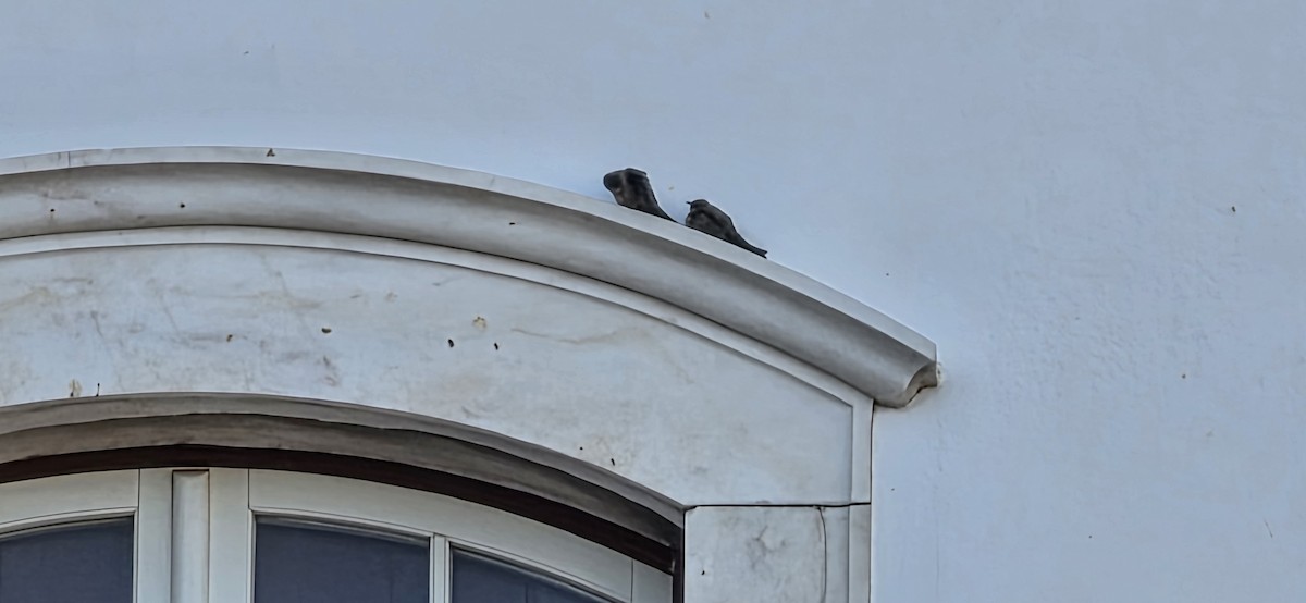 Hirondelle de rochers - ML641863282