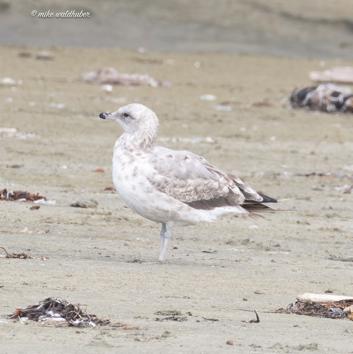 California Gull - ML641863296