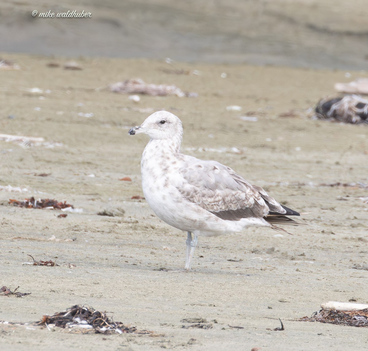 California Gull - ML641863297