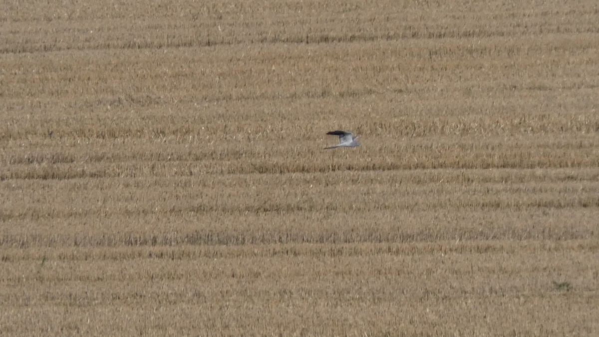 Montagu's Harrier - ML641863300