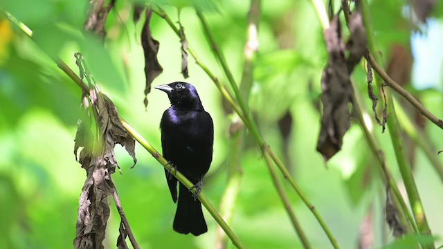 Shiny Cowbird - ML641863301