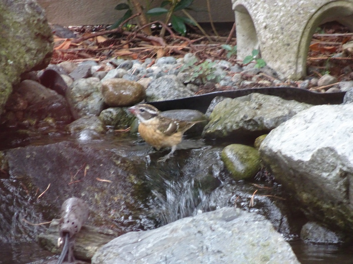 Black-headed Grosbeak - ML641863305