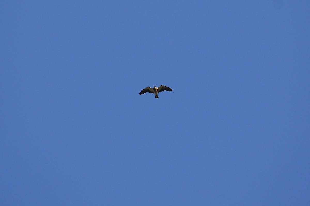 Канюк прерієвий - ML641863306