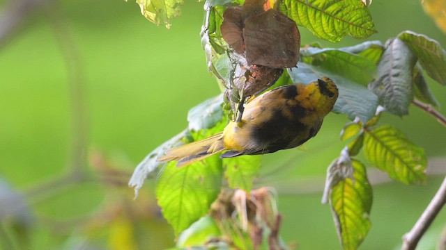Puerto Rican Oriole - ML641863327