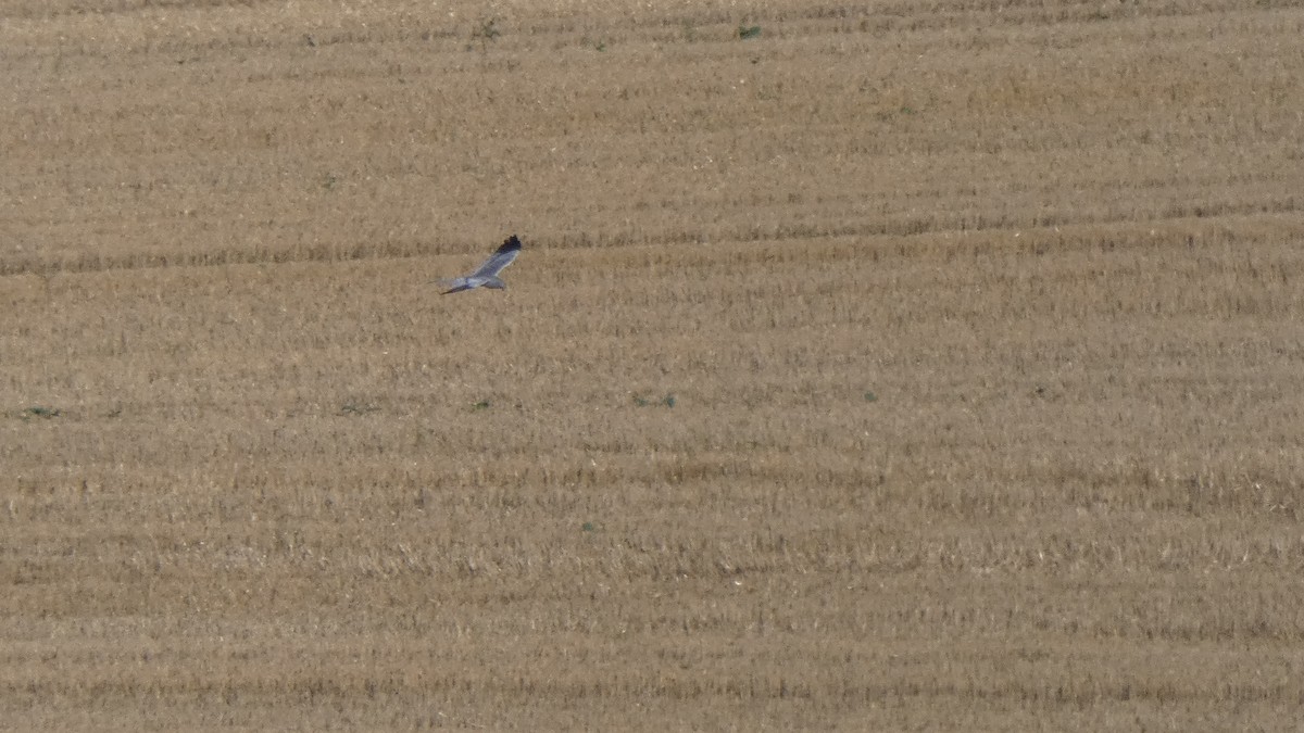 Montagu's Harrier - ML641863338