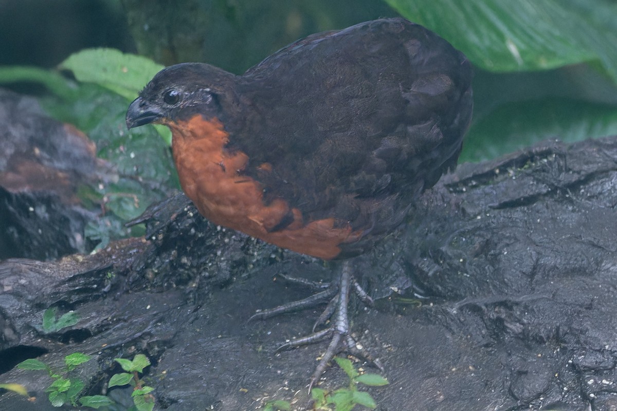 Dark-backed Wood-Quail - ML641863342