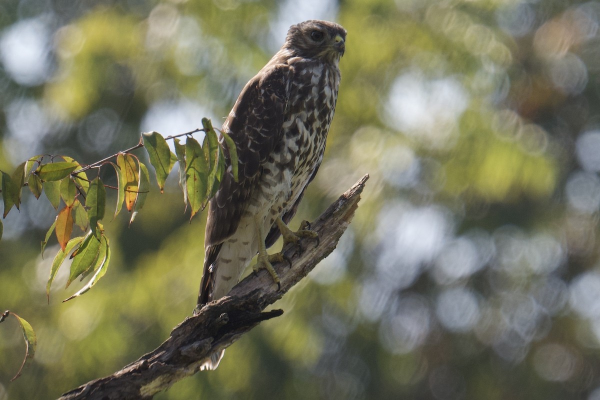 Busardo Pechirrojo - ML641863343