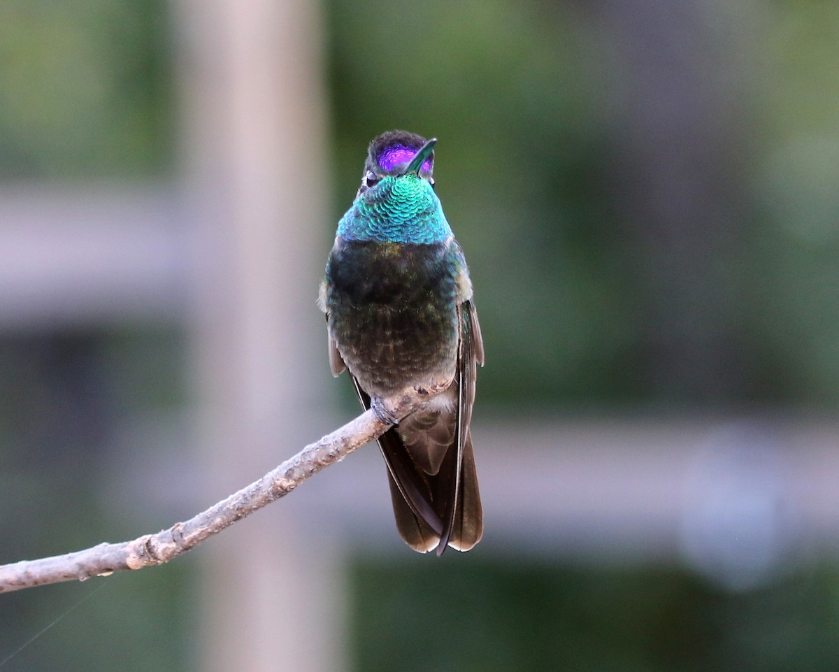 Rivoli's Hummingbird - ML641863356