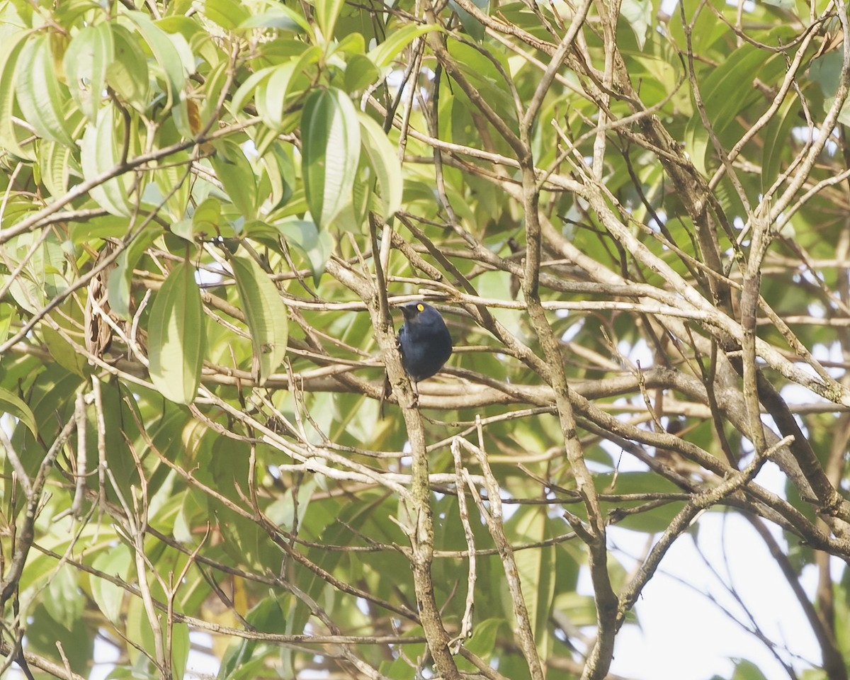 Deep-blue Flowerpiercer - ML641863368