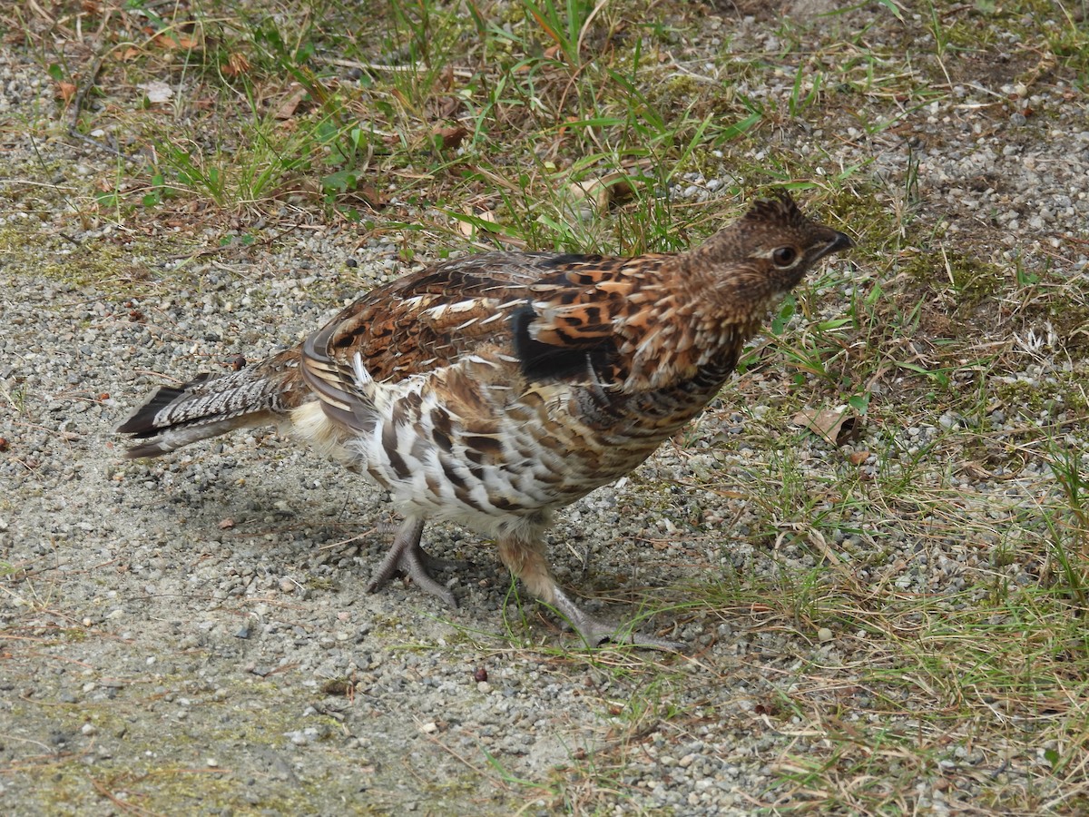 Ruffed Grouse - ML641863369