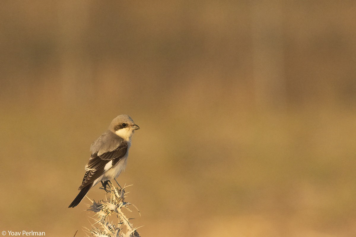 Lesser Gray Shrike - ML641863381