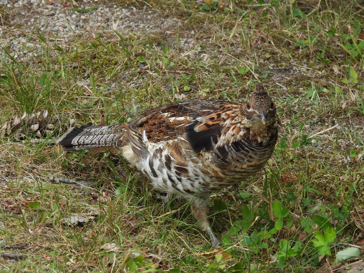 Ruffed Grouse - ML641863383