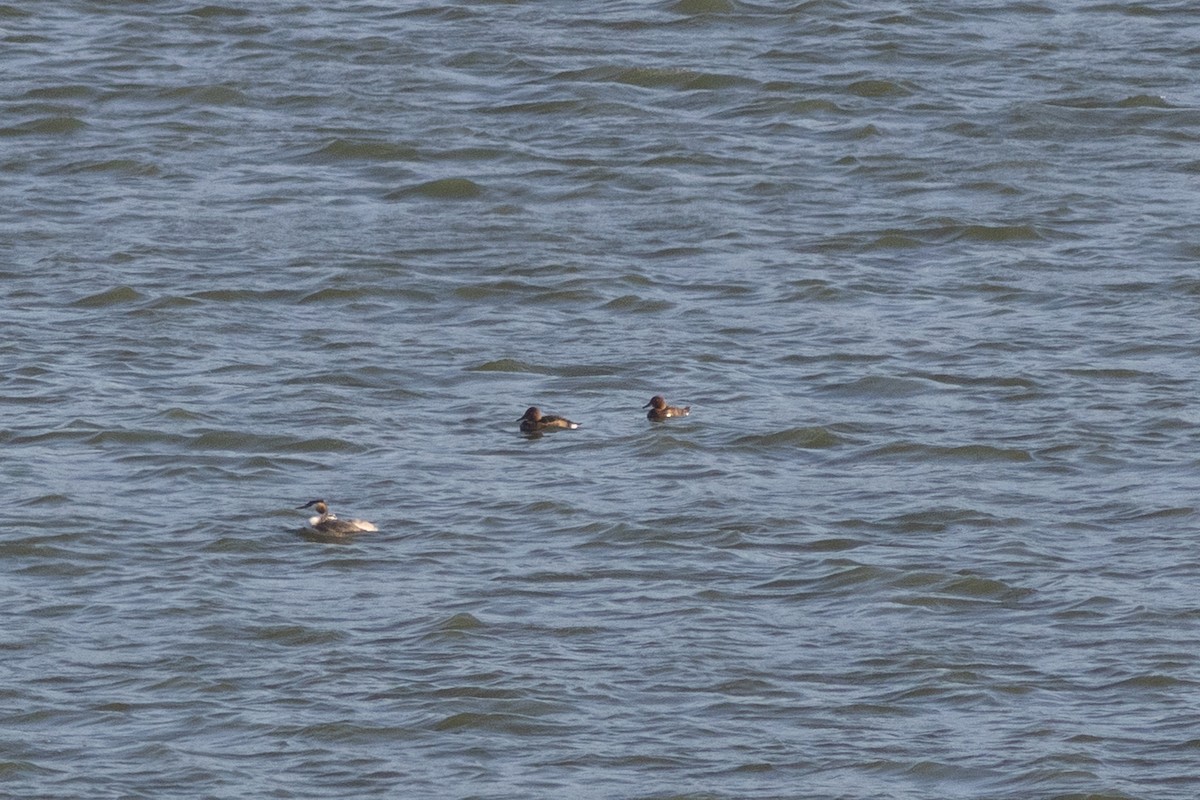 Ferruginous Duck - ML641863386
