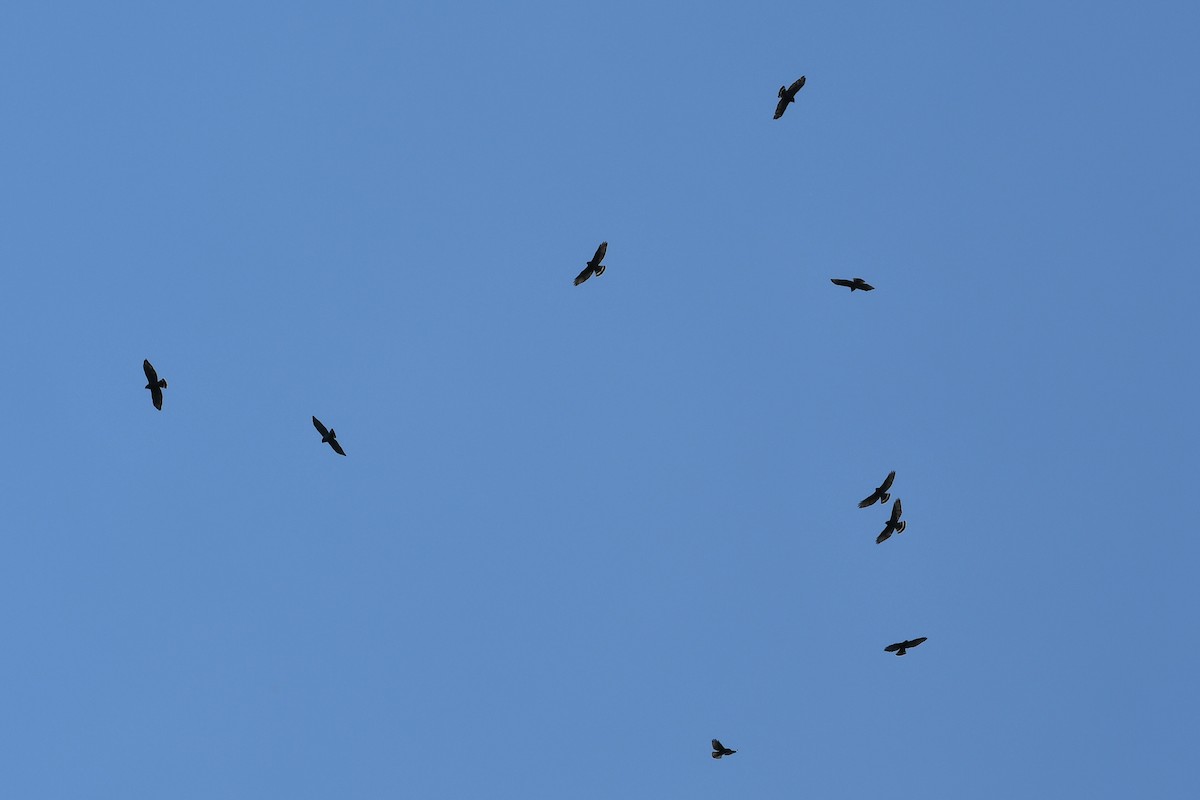 Broad-winged Hawk - ML641863388