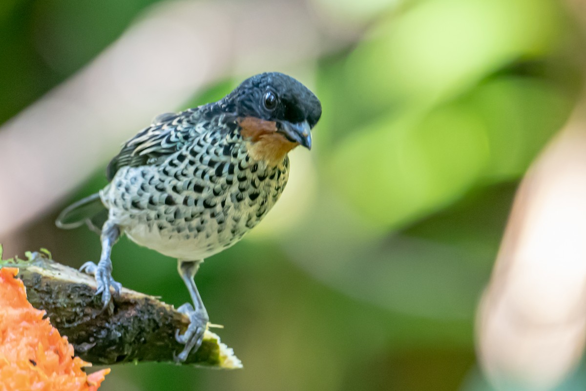 Rufous-throated Tanager - ML641863408