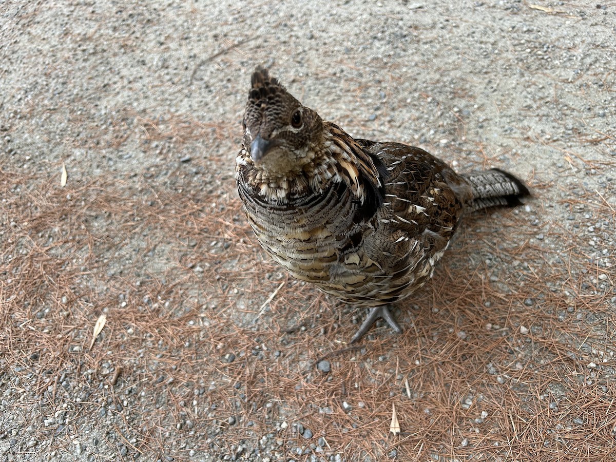 Ruffed Grouse - ML641863419