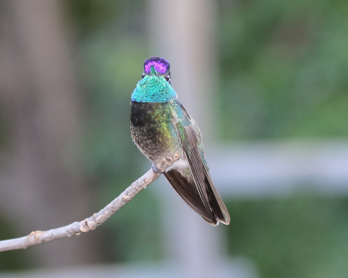 Rivoli's Hummingbird - ML641863425
