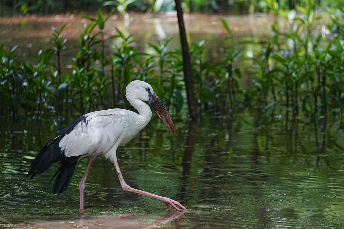 Asian Openbill - ML641863439