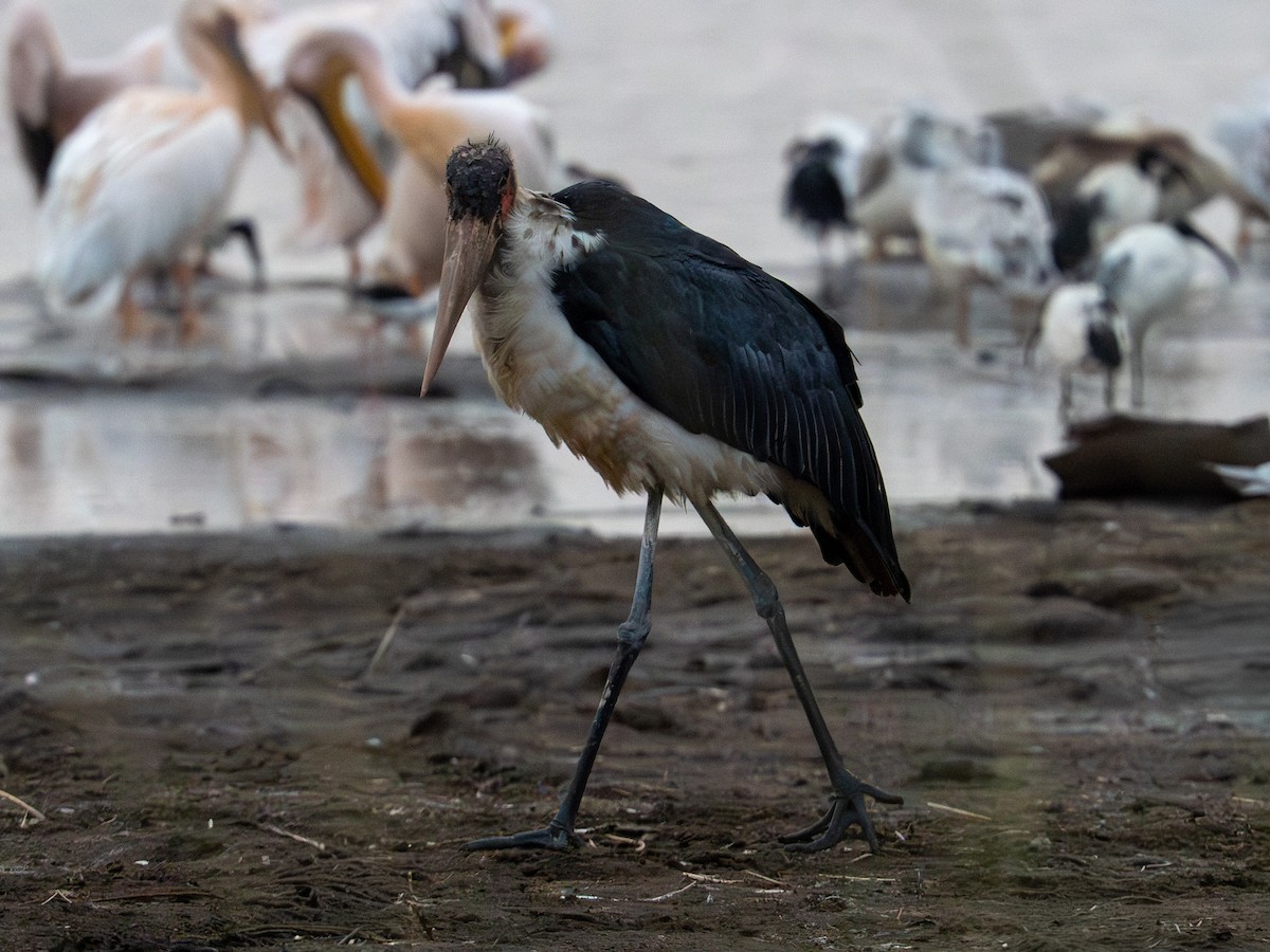 marabu africký - ML641863444