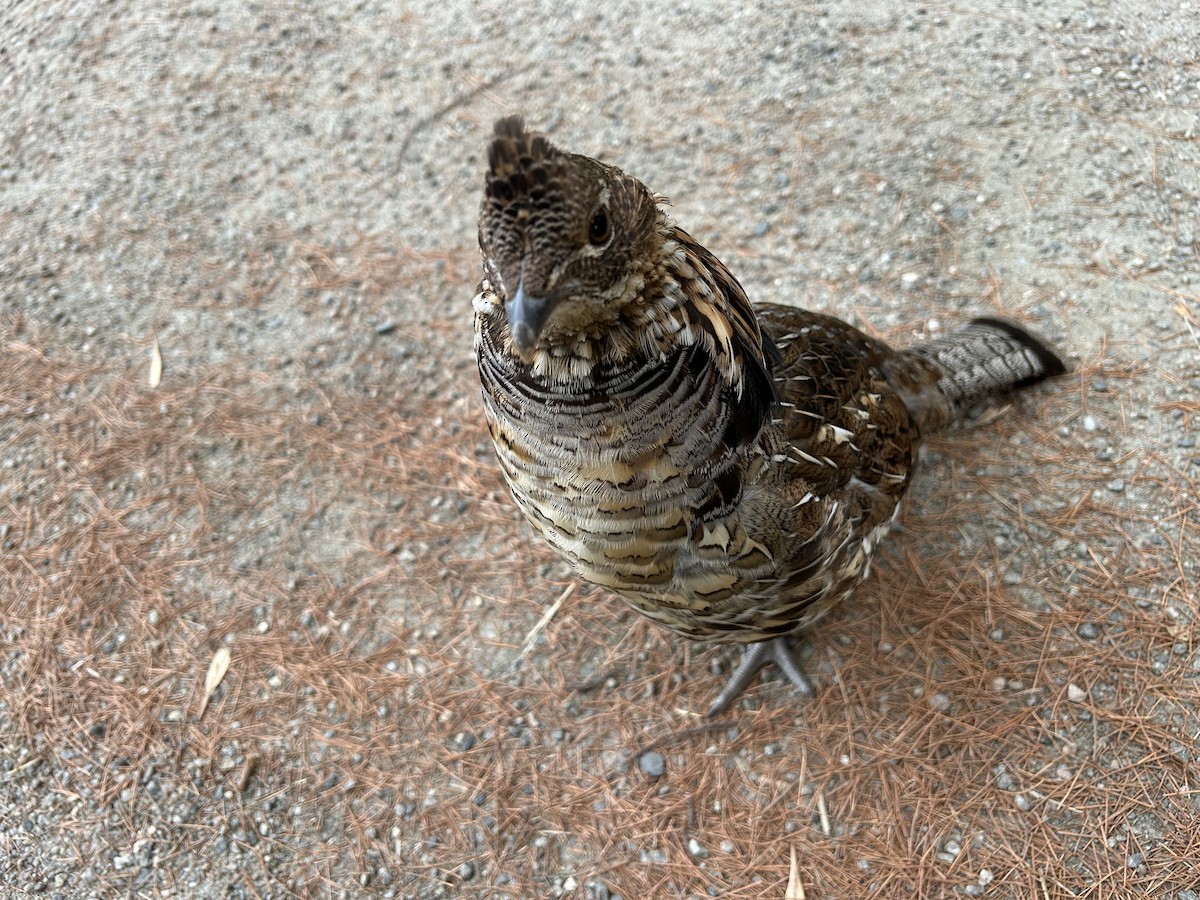 Ruffed Grouse - ML641863447