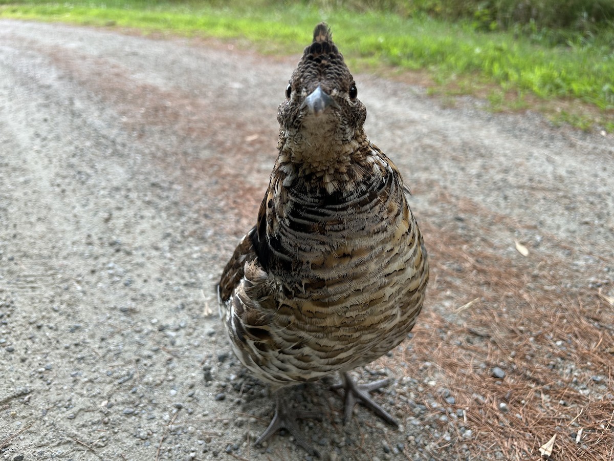 Ruffed Grouse - ML641863457