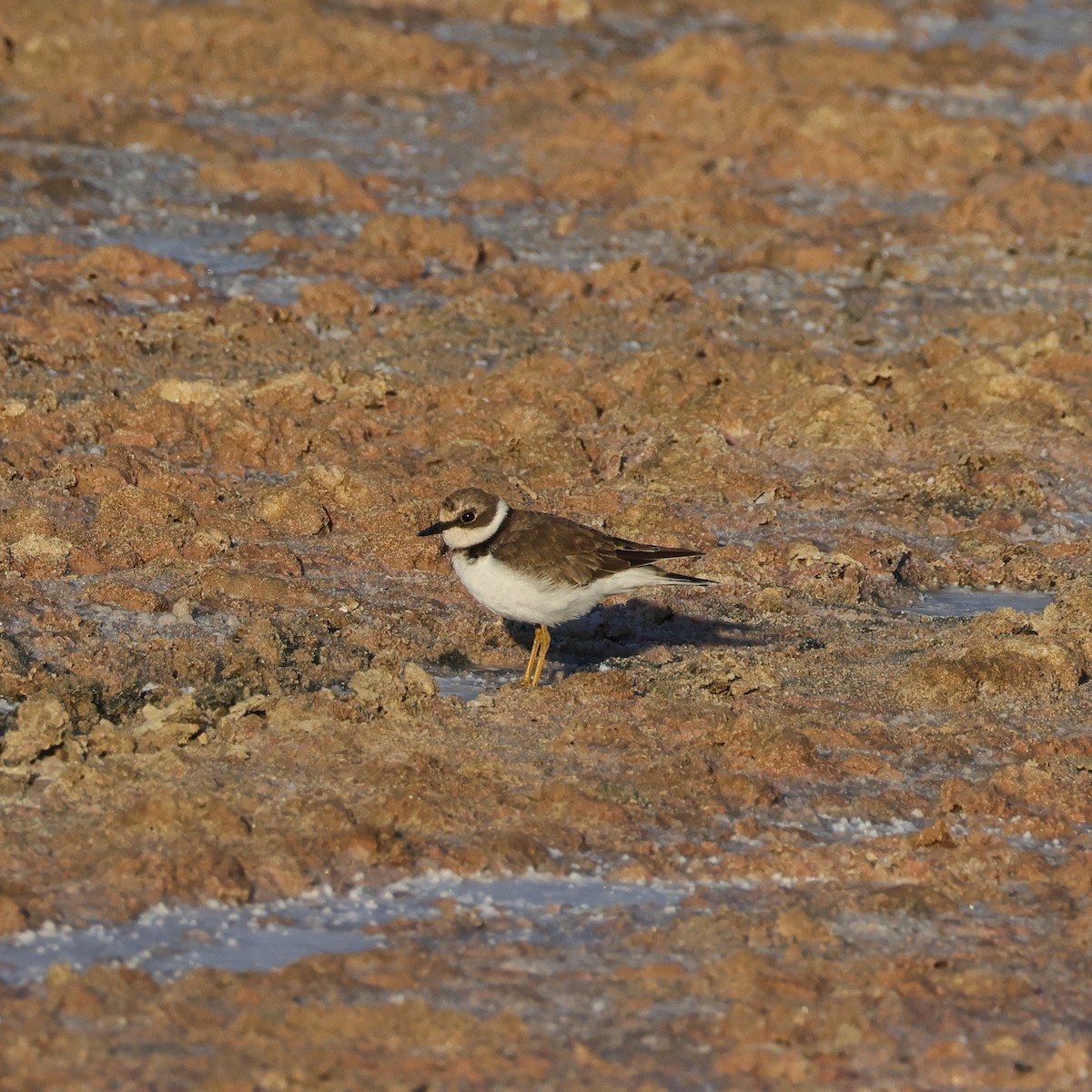 dverglo - ML641863465