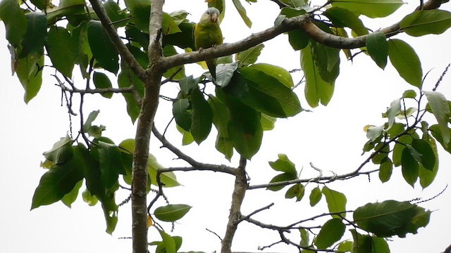 Gray-cheeked Parakeet - ML641863477