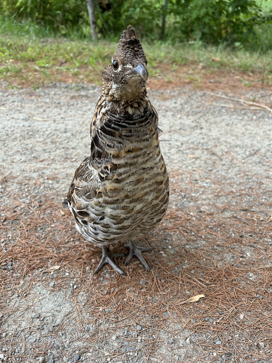 Ruffed Grouse - ML641863480
