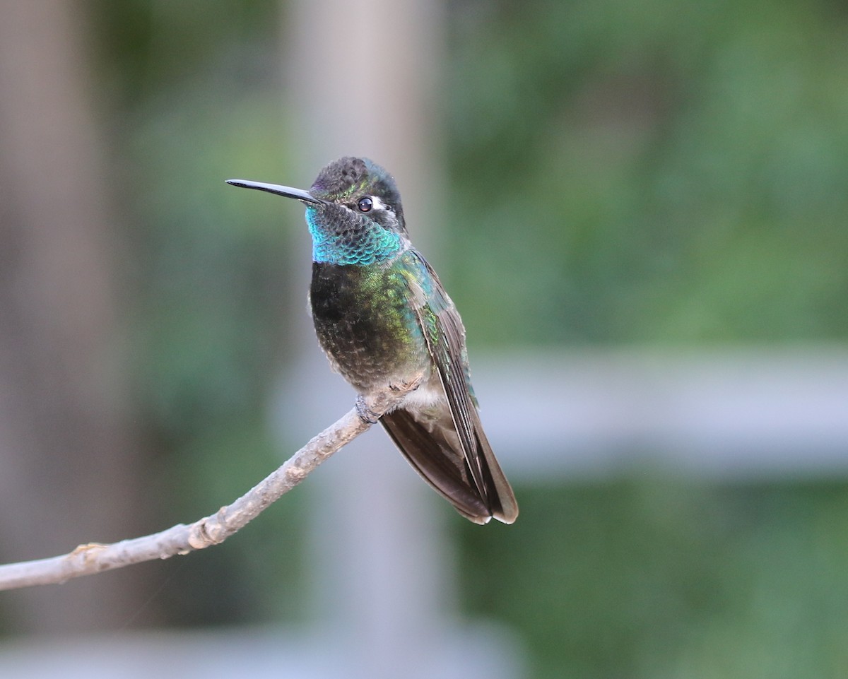 Rivoli's Hummingbird - ML641863519