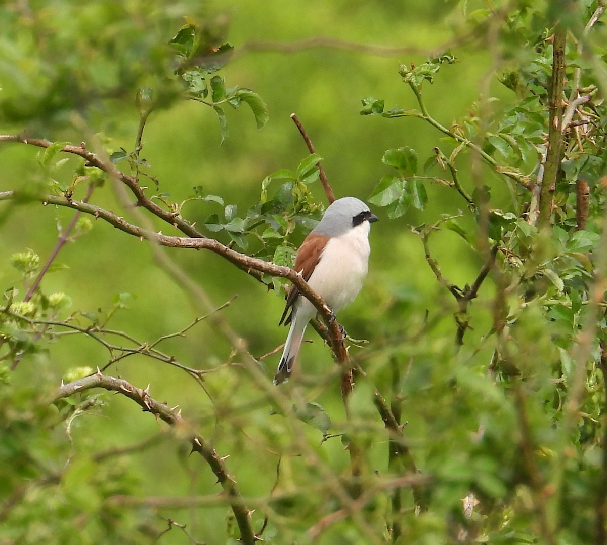 Red-backed Shrike - ML641863546