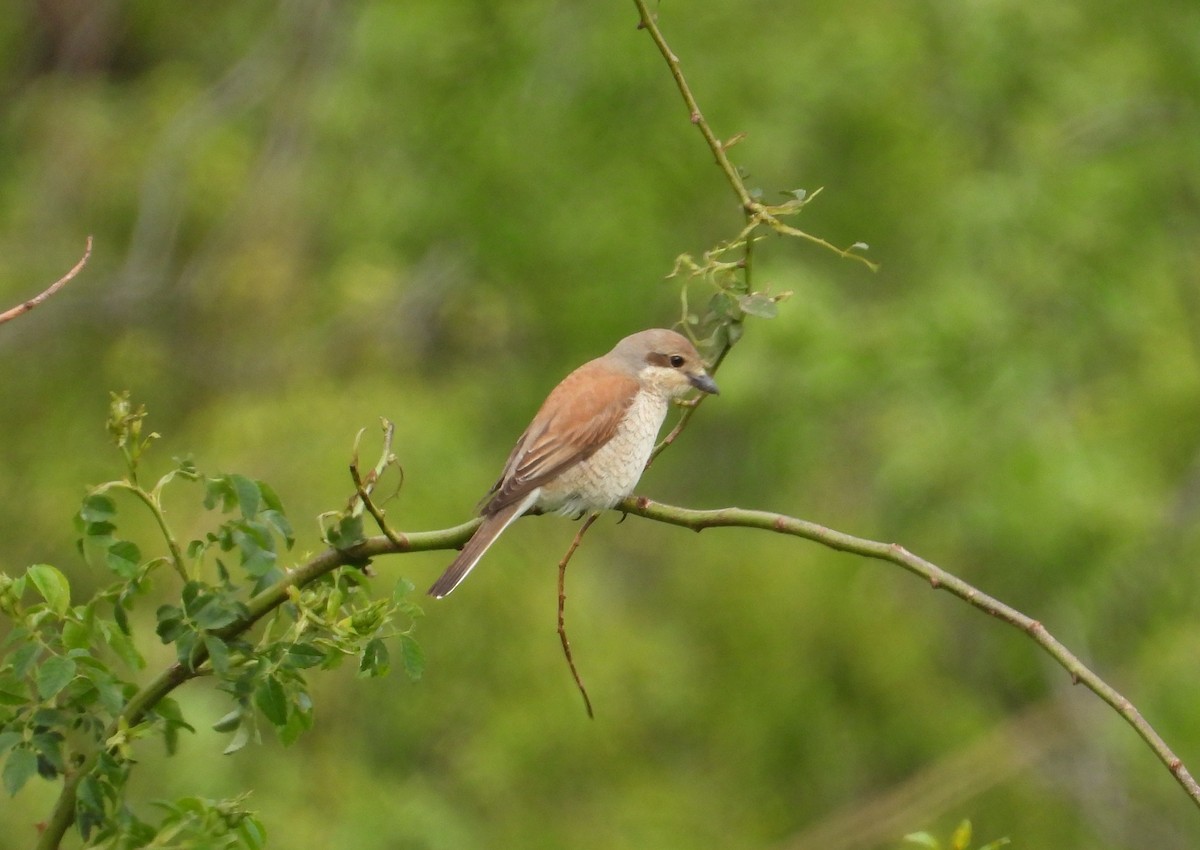 Red-backed Shrike - ML641863547