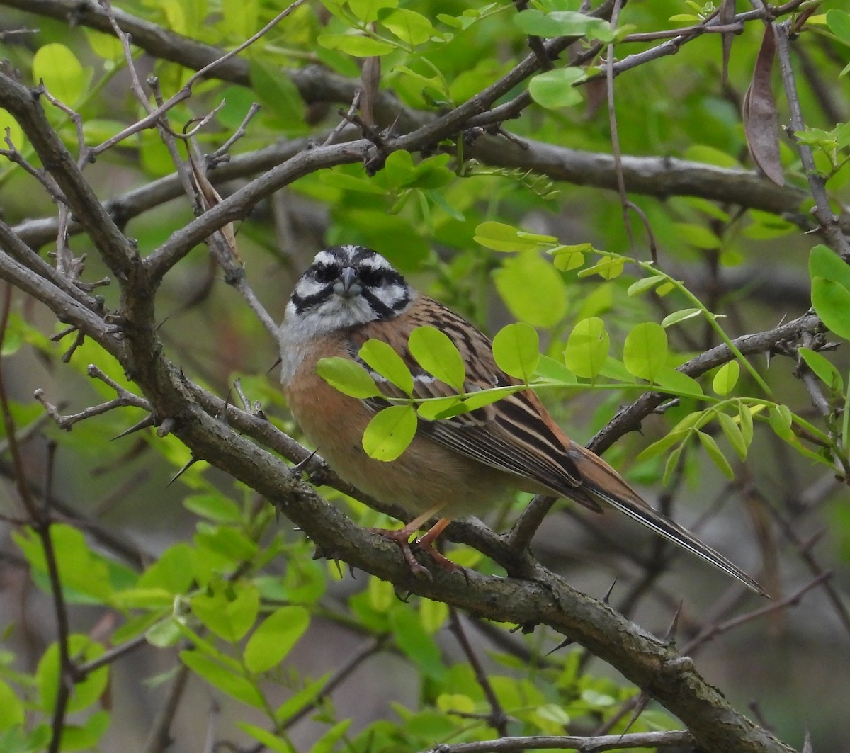 Rock Bunting - ML641863561