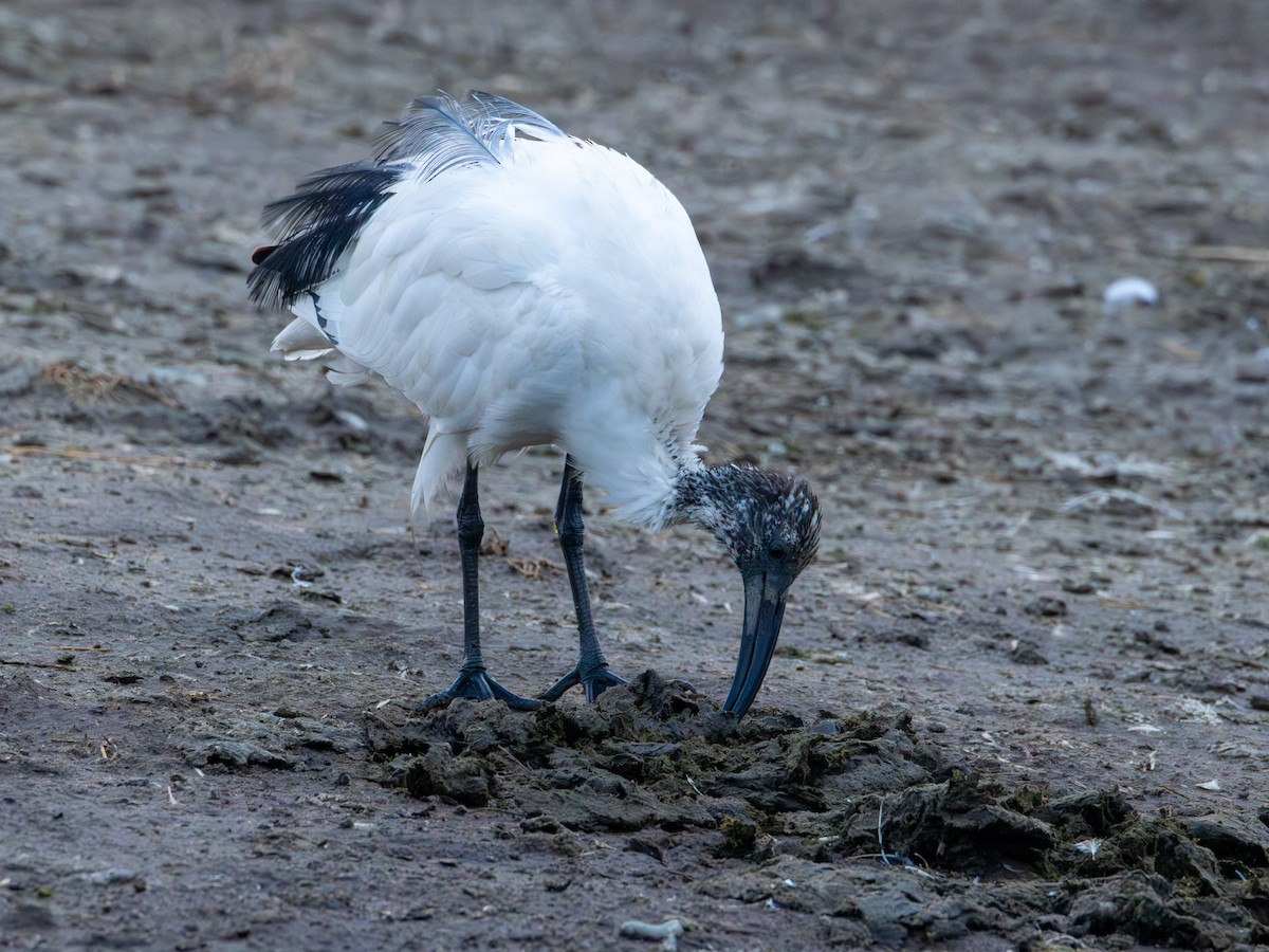 ibis posvátný - ML641863563