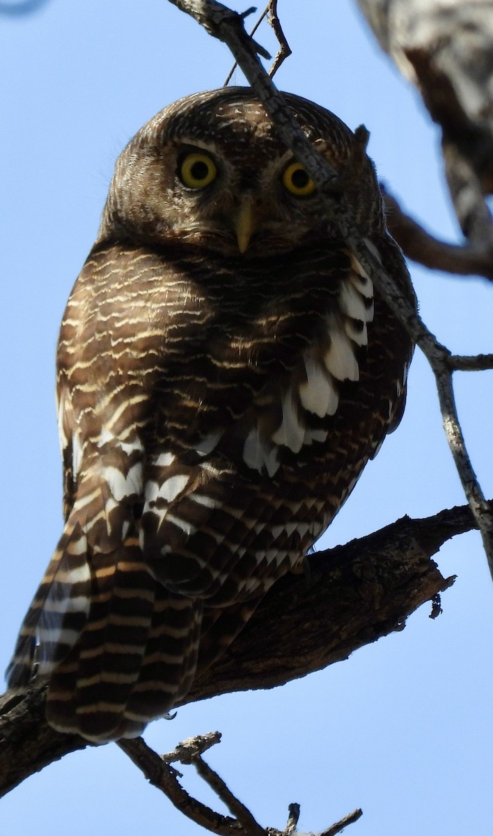 African Barred Owlet - ML641863565