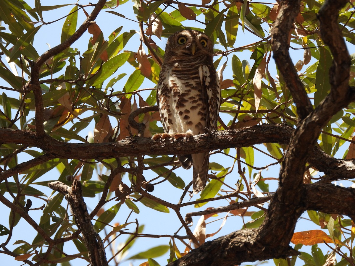 African Barred Owlet - ML641863566