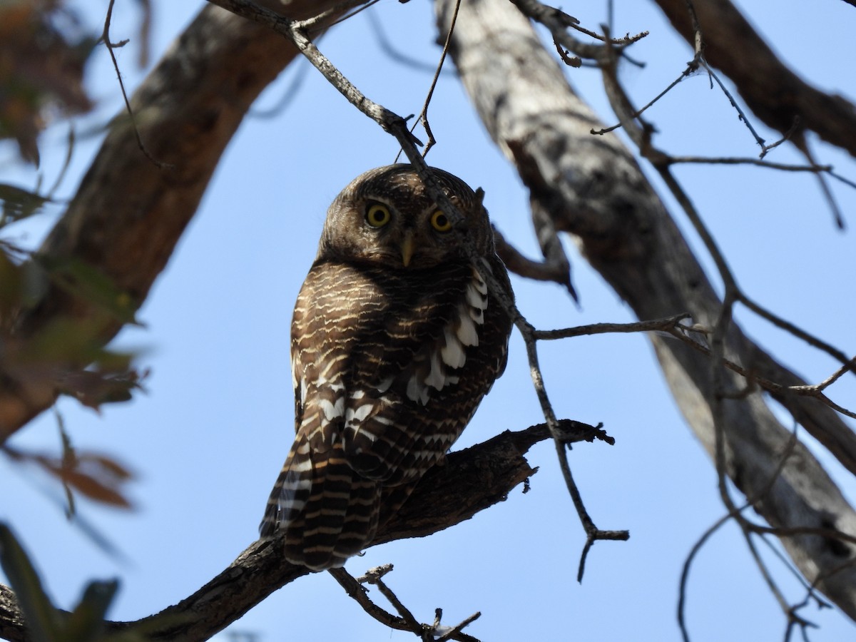 African Barred Owlet - ML641863568
