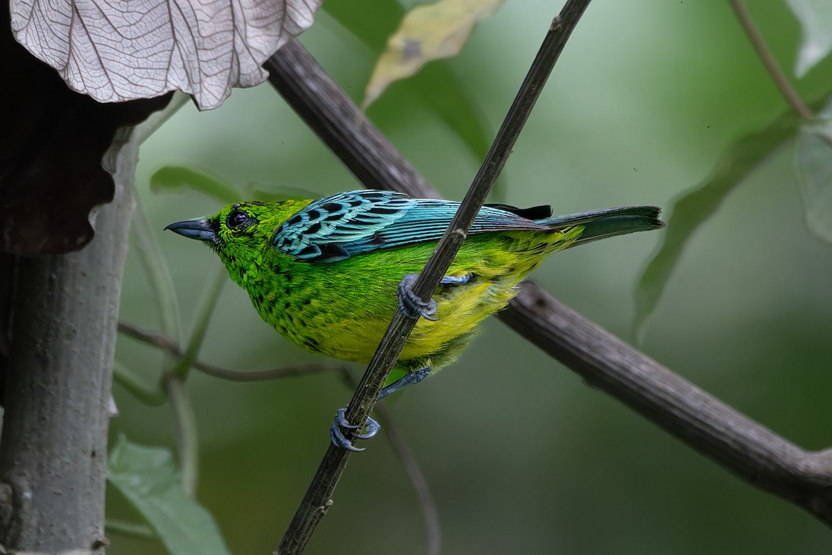 Yellow-bellied Tanager - ML641863569