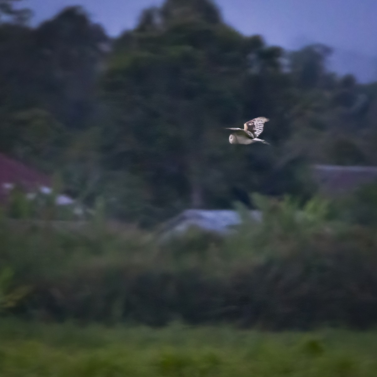 Australasian Grass-Owl - ML641863570