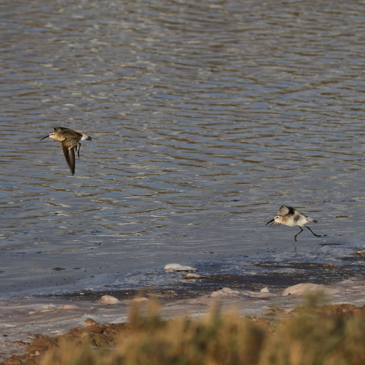 tundrasnipe - ML641863573