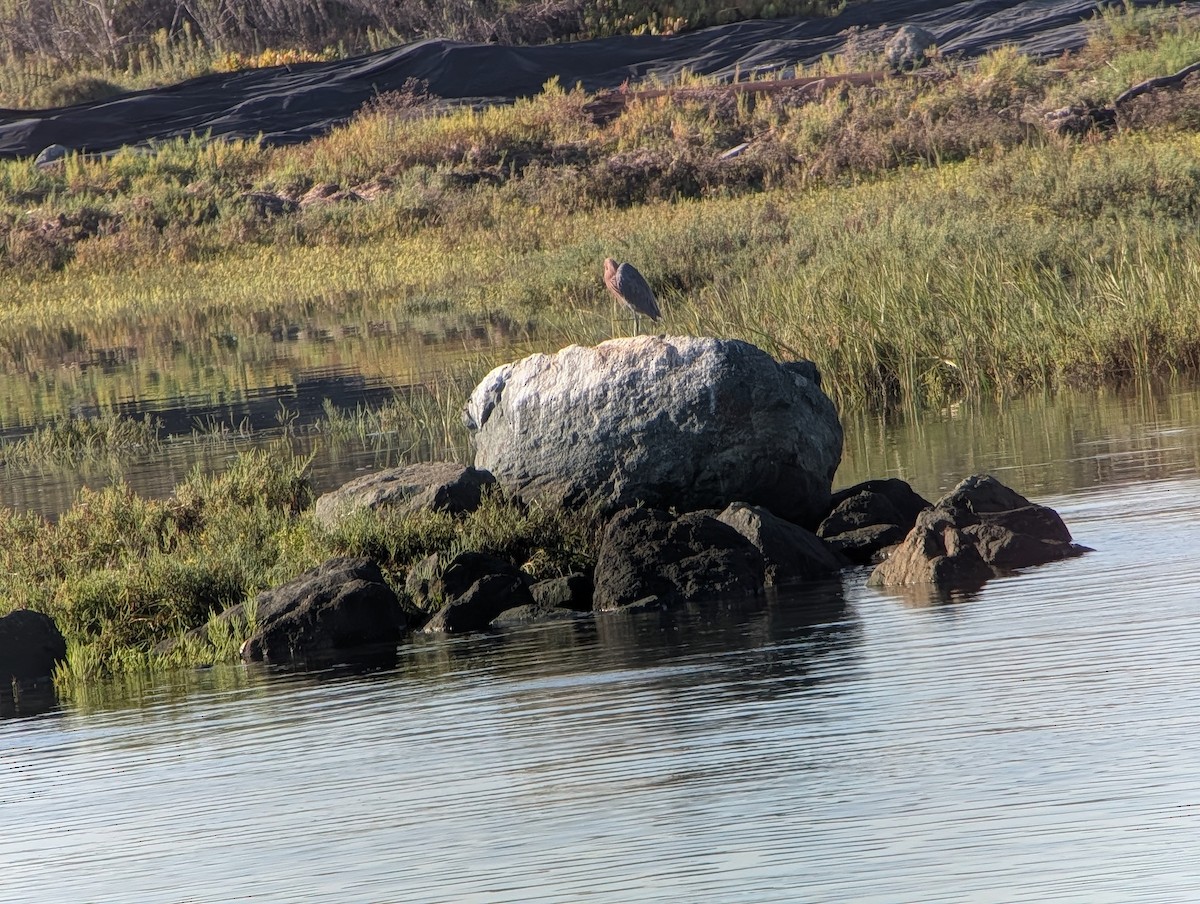 Reddish Egret - ML641863576