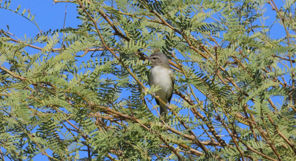 Warbling Vireo - ML641863584