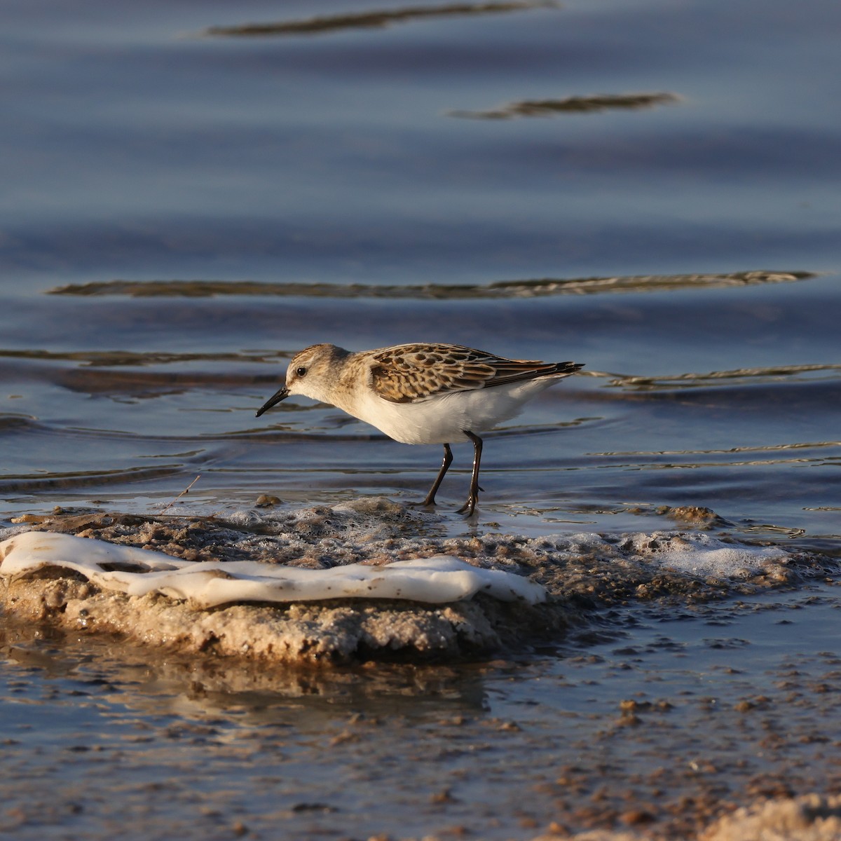 dvergsnipe - ML641863599