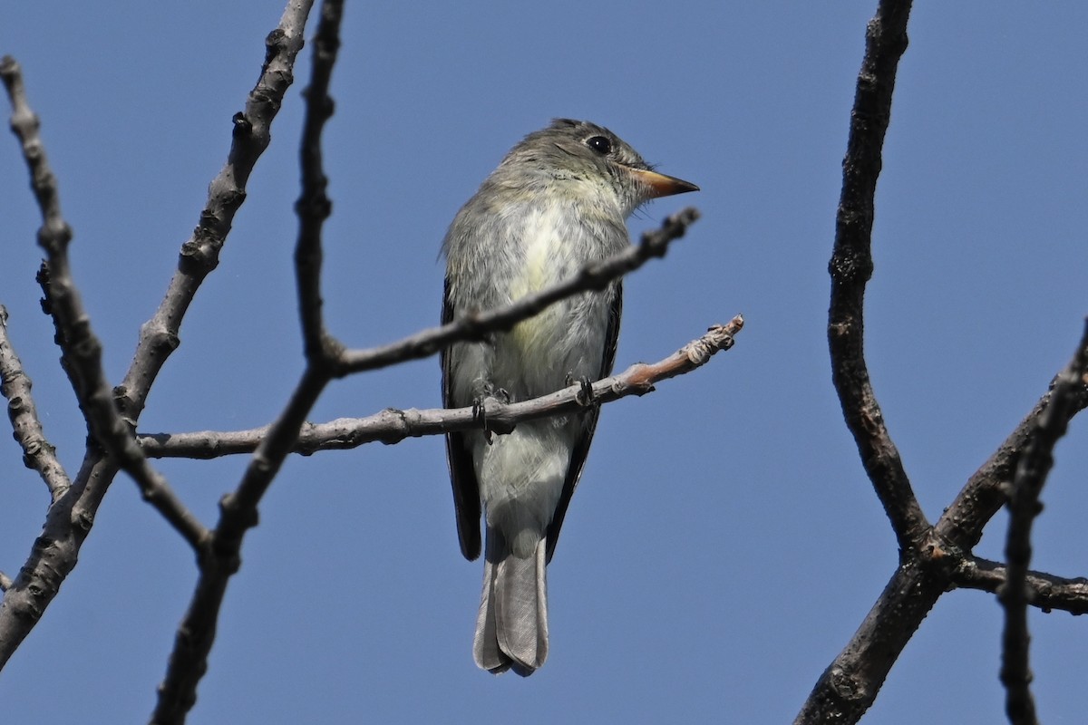Boreal Sinekkapan - ML641863611