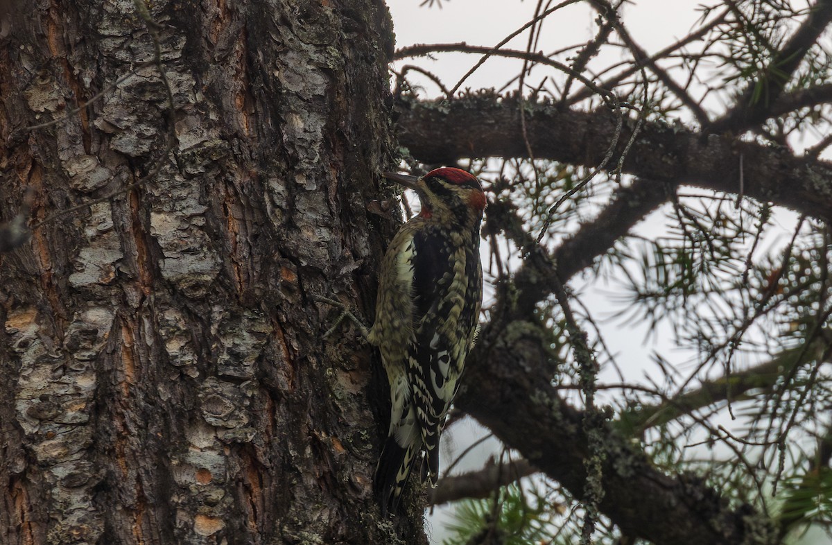 Red-naped Sapsucker - ML641863618