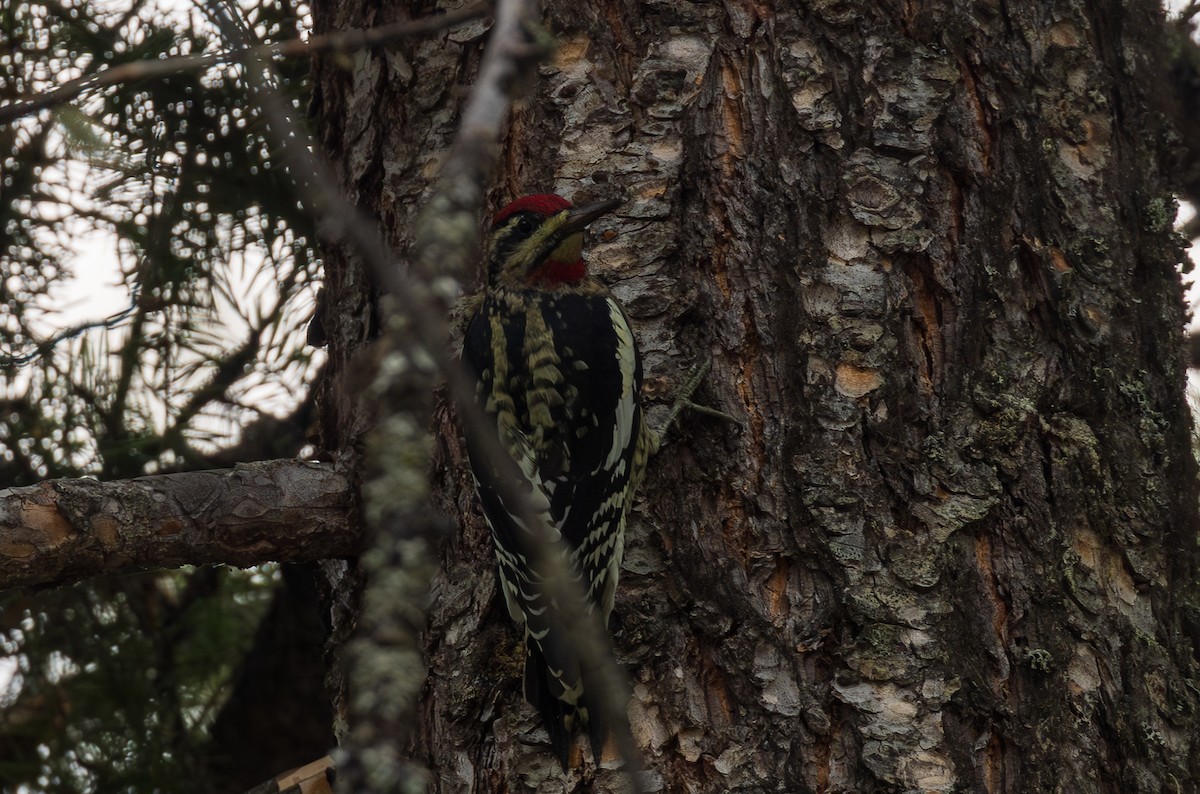 Red-naped Sapsucker - ML641863619