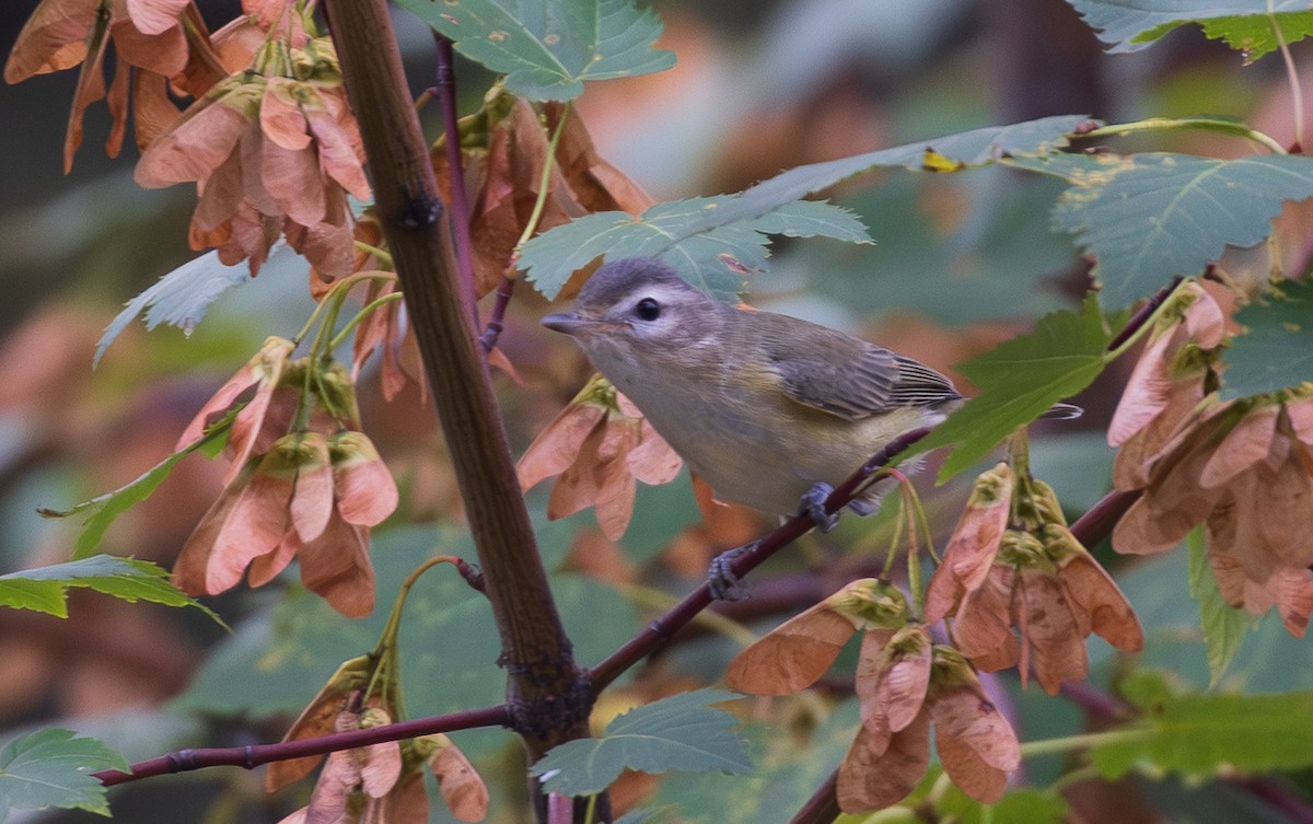 Western Warbling Vireo - ML641863626