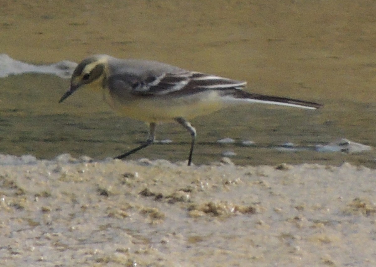 Citrine Wagtail - ML641863627