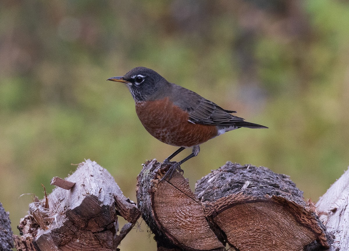 American Robin - ML641863637