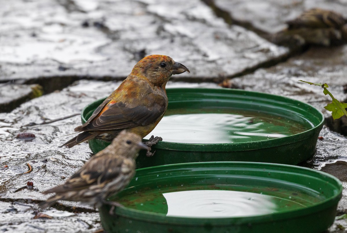 Red Crossbill - ML641863638