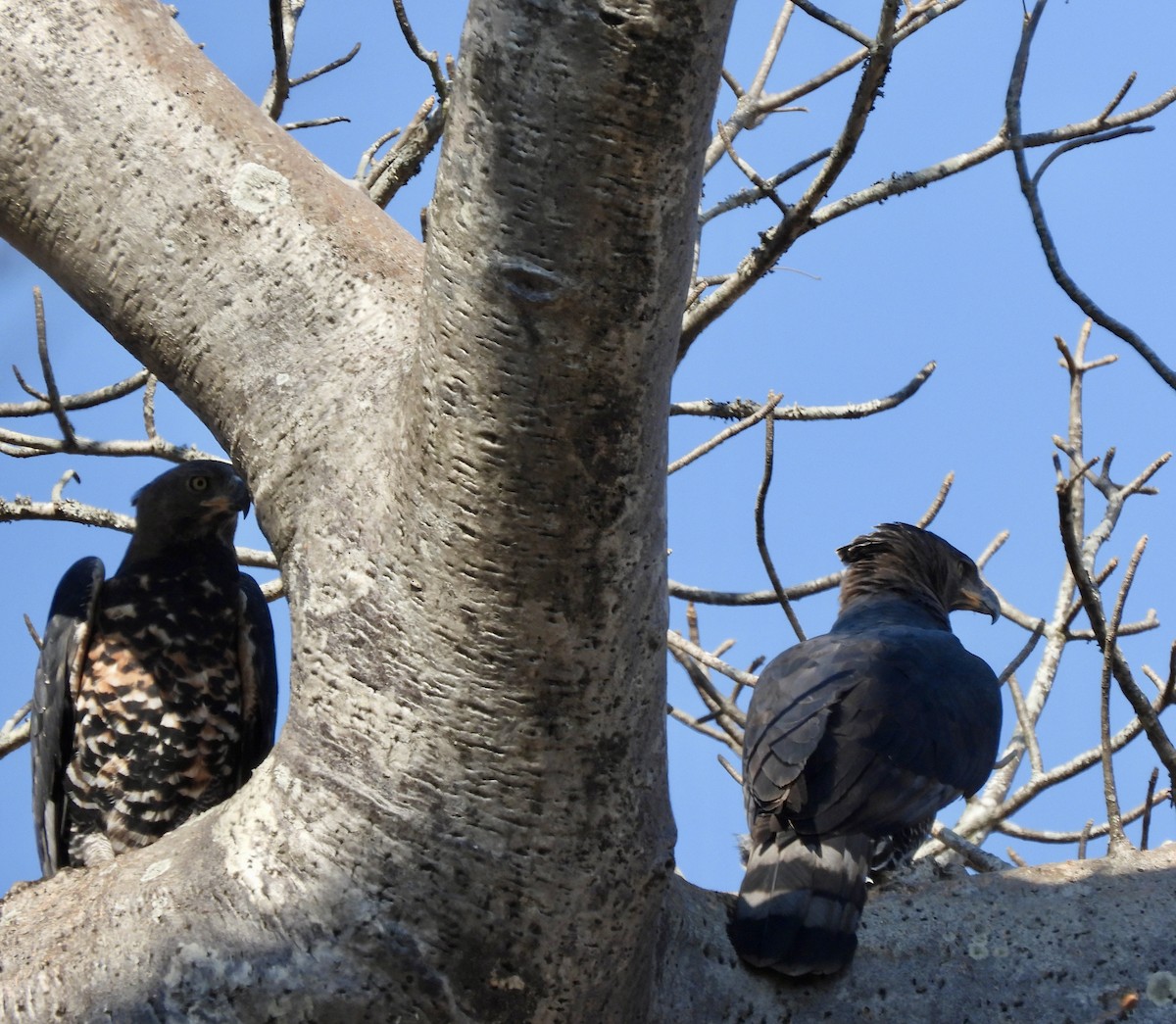 Crowned Eagle - ML641863643